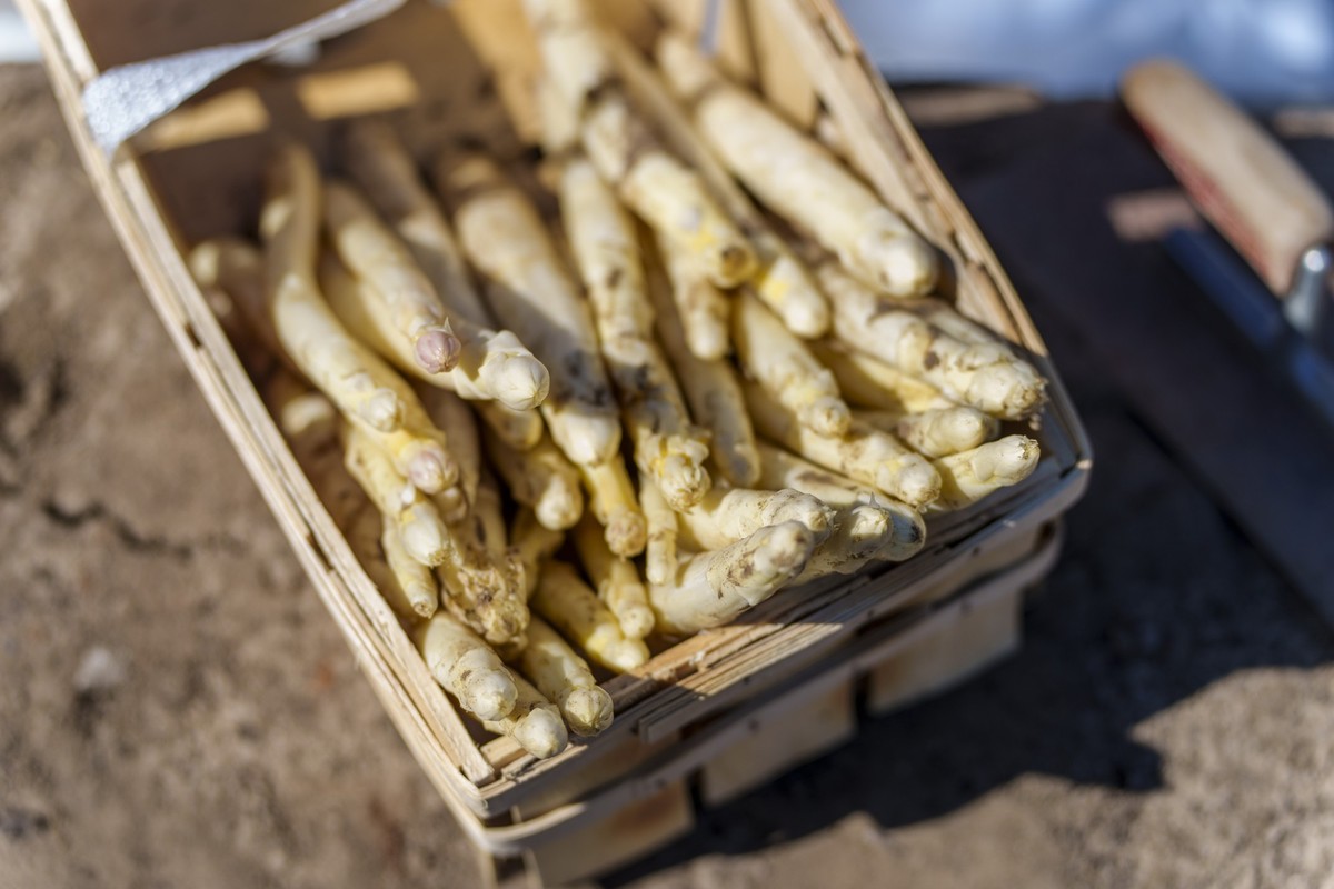 05.04.2023, Hessen, Weiterstadt: Ein Korb mit Spargel steht im Stadtteil Braunshardt auf dem Feld. Im Anbaugebiet S�dhessen wurde die Spargelsaison offiziell er�ffnet. Foto: Andreas Arnold/dpa +++ dpa ...