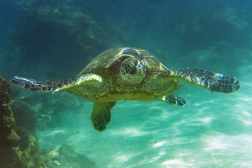 Die Grüne Meeresschildkröte ist vom Aussterben bedroht.