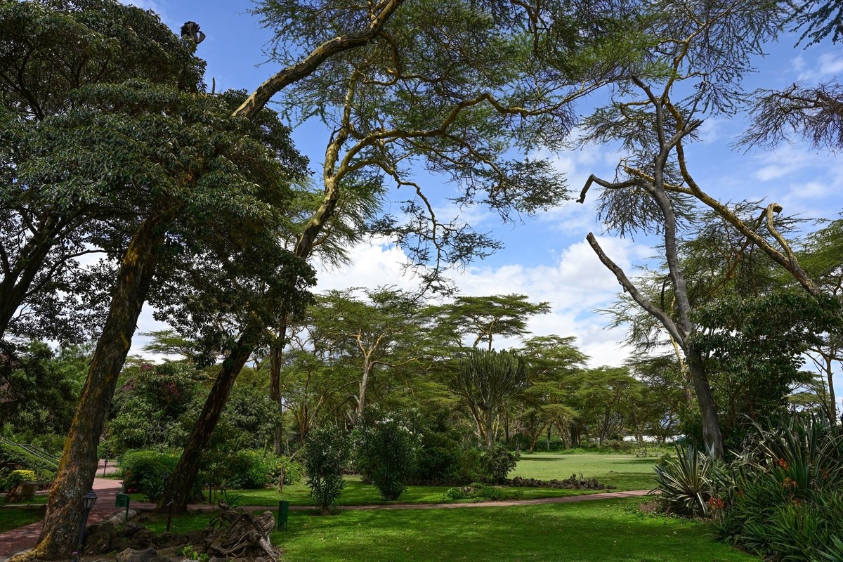 Lush vegetation in the area of Lake Naivasha in Kenya, Africa. Model Released Property Released xkwx naivasha tree forest lush lake landscape africa kenya nature natural outdoor scenic cloud safari tr ...