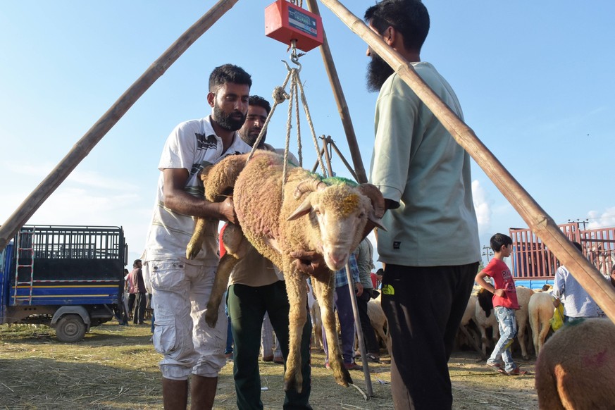 Eid-al Adha Preparation In Kashmir People weigh a sheep at a sacrificial livestock market ahead of Eid ul Adha in Srinagar, Indian Administered Kashmir on 08 July 2022. Srinagar India PUBLICATIONxNOTx ...