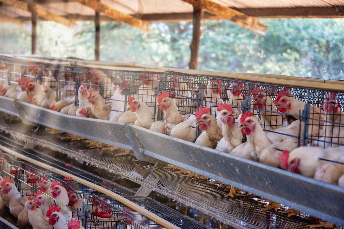 Small business farming , egg production, hens in the cages