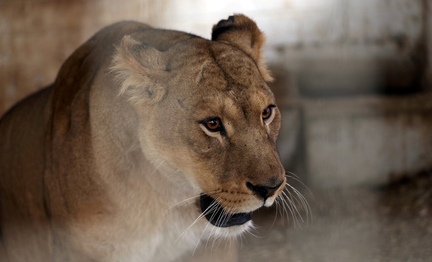 REFILE - ADDING INFORMATION A lioness, mother of four lion cubs that died in a Gaza zoo, is seen in its enclosure at a zoo, in the southern Gaza Strip, January 18, 2019. REUTERS/Ibraheem Abu Mustafa