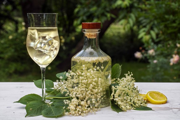 elderflower drink hugo, a refreshing prosecco cocktail with ice cubes in a glass, blossoms, lemon slices and a bottle with syrup on a white table in the garden, selective focus, narrow depth of field
