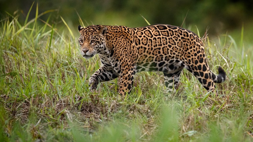 Jaguares en Argentina tienen descendencia por primera vez