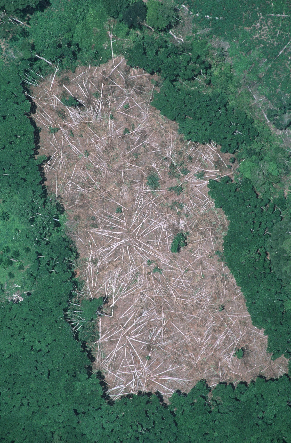 Felled Tress prior to Burning to create growing area for manioc Near Manaus Brazilian Amazon. (Photo by: Avalon/UIG via Getty Images)