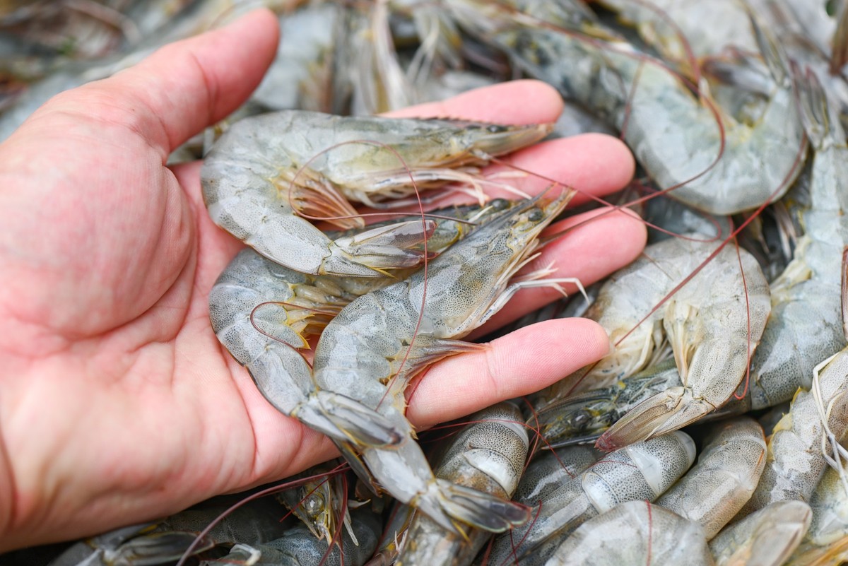 RECORD DATE NOT STATED raw shrimps on hand washing shrimp on bowl shrimps background , fresh shrimp prawns for cooking seafood food in the kitchen