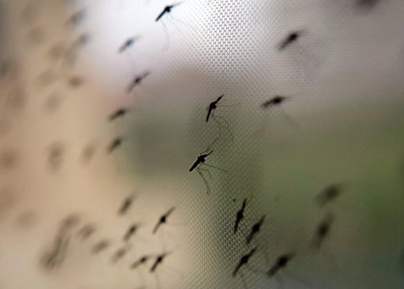 ARCHIV - Ihr m�sst drau�en bleiben! Moskitonetze sind ein essenzieller Schutz vor m�glicherweise krankheits�bertragenden Blutsaugern. (zu dpa: �Malaria-Schutz schon Wochen vor Reise bedenken�) Foto: S ...