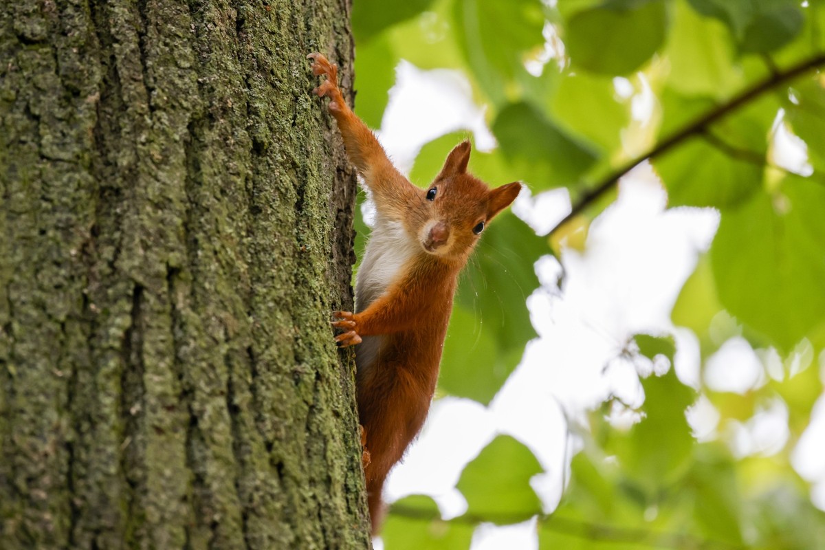 19.10.2024, Nordrhein-Westfalen, Bonn: Ein Eichhörnchen hat sich an der Rinde eines Baums festgekrallt. Foto: Thomas Banneyer/dpa +++ dpa-Bildfunk +++