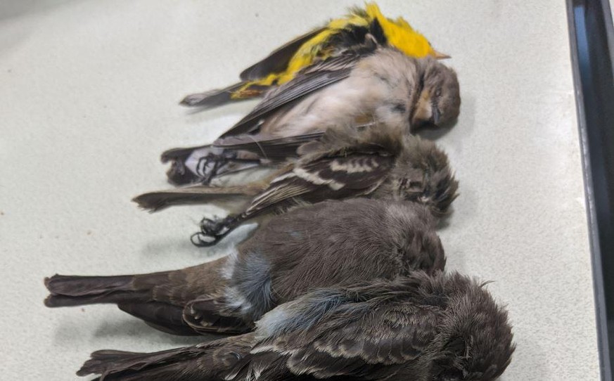 Ungeklärtes Phänomen: Im südwesten der USA fallen Vögel tot vom Himmel.