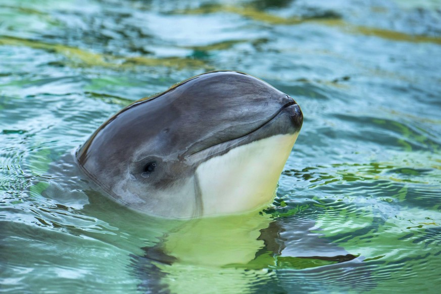 Gewoehnlicher Schweinswal, Braunfisch, Kleiner Tuemmler, Kleintuemmler (Phocoena phocoena), schaut aus dem Wasser heraus, Portraet, Niederlande, Texel common harbor porpoise, harbour porpoise, common  ...