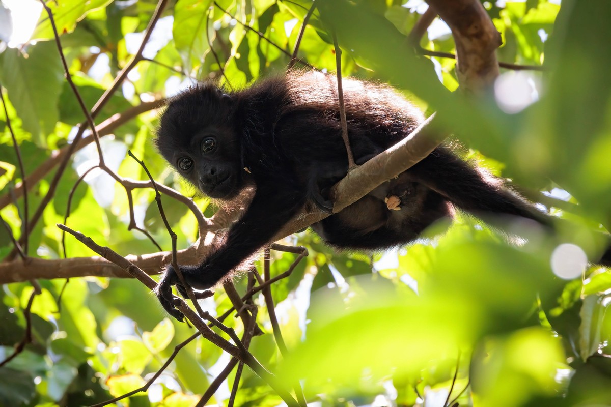 Howler monkey perches on a branch in Tortuguero national park, Costa Rica Howler monkey perches on a branch in Tortuguero national park, Costa Rica. High quality photo Copyright: xZoonar.com/Jean-Bapt ...