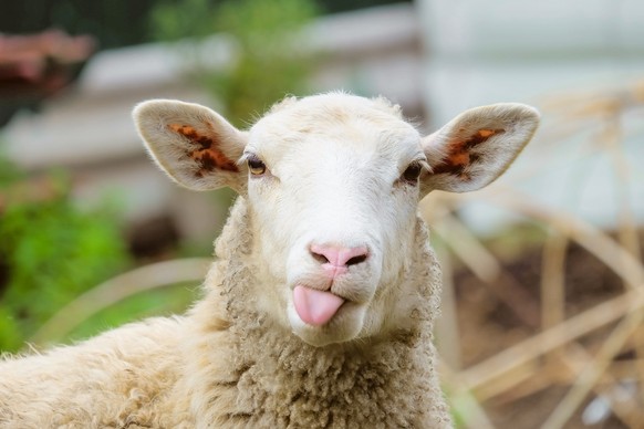Dieses Schaf hat gut lachen: Dank Wolle ist ihm immer mollig warm.