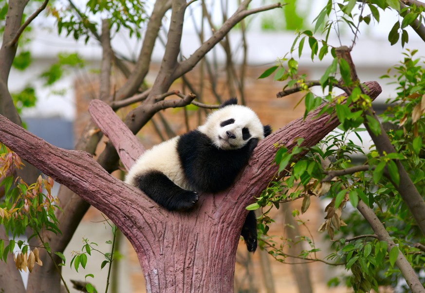 Sleeping giant panda baby