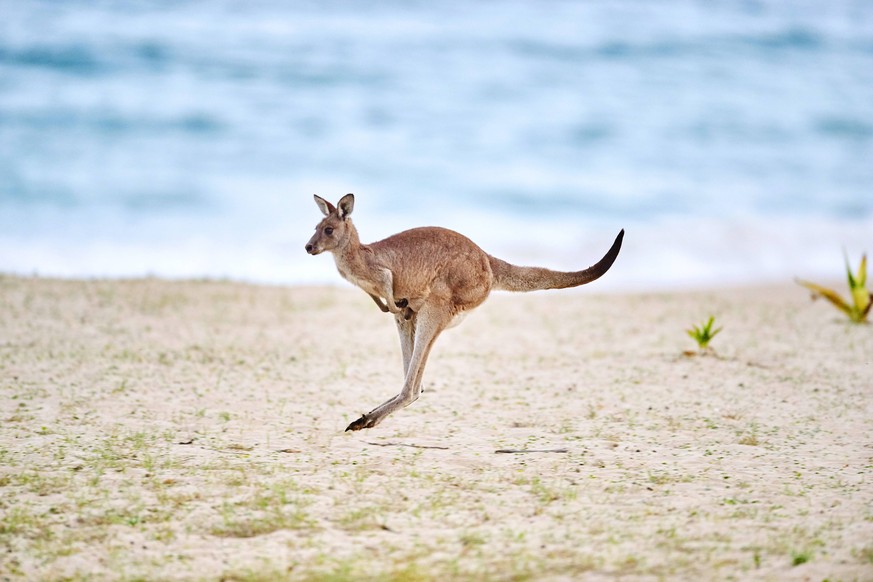 Oestliches Graues Riesenkaenguru Macropus giganteus, im Sprung am Strand, Australien, New South Wales, Pebbly Beach eastern gray kangaroo, Eastern grey kangaroo, Great grey kangaroo, forester kangaroo ...