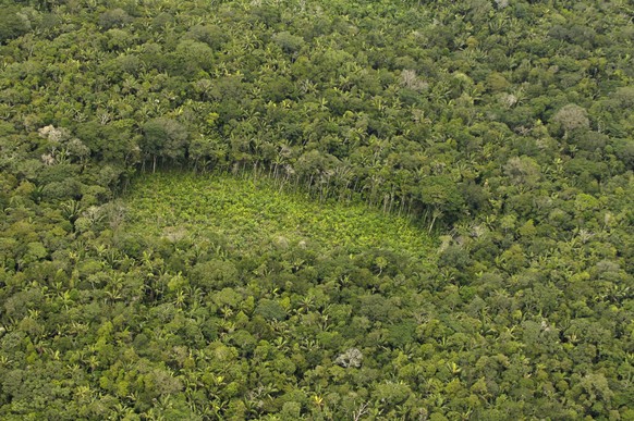 Coca plantation seen in Guaviare district, Colombia, on June 13, 2007. A Colombian plan, was conceived between 1998 and 1999 with the goal of social and economic revitalization, ending the armed confl ...