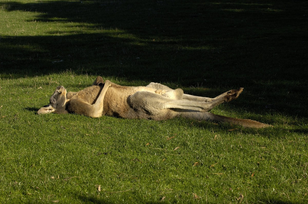 rotes Riesenkanguruh, Macropus rufeus, Victoria, Australien, Juli 2006 mcpins *** red giant kangaroo, Macropus rufeus, Victoria, Australia, July 2006 mcpins mcpins