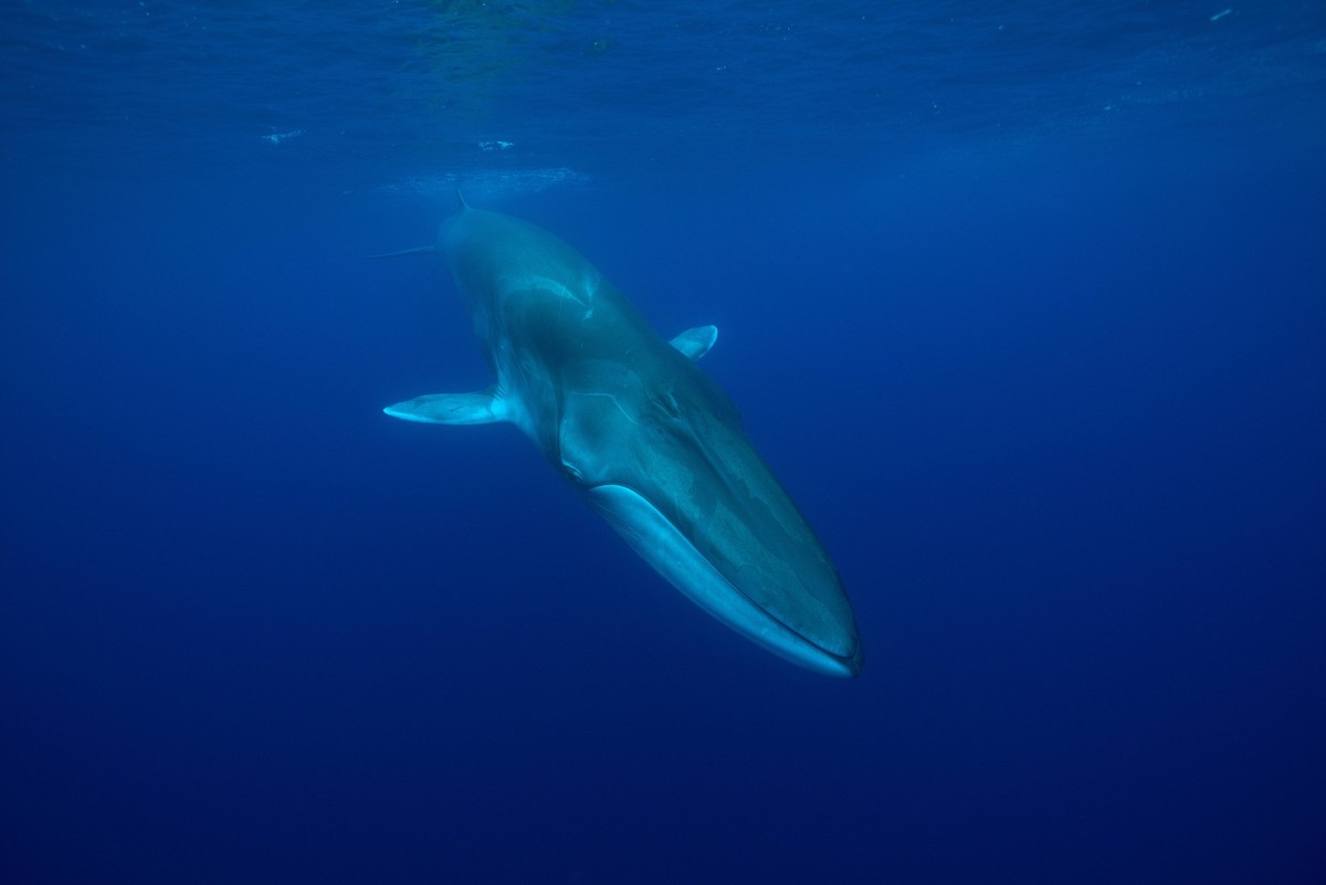 Fin whale Balaenoptera physalus near surface, Pico Island, Azores, Portugal. May. PUBLICATIONxINxGERxSUIxAUTxONLY 1531045 LuisxQuinta
