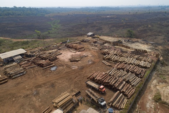 ARCHIV - 02.09.2019, Brasilien, Porto Velho: Holzst�mme werden in einem S�gewerk gestapelt, das von k�rzlich verkohlten und abgeholzten Feldern umgeben ist. Weltweit sind im vergangenen Jahr einem�Ber ...