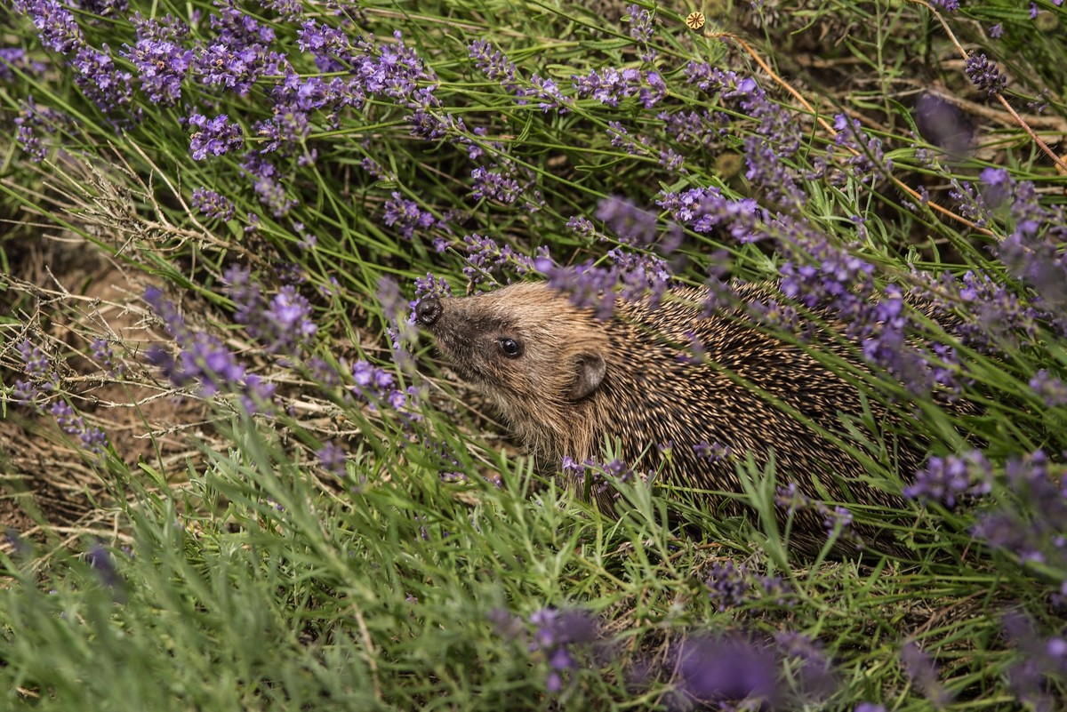 In einem Lavendelfeld versteckt sich ein Igel Erinaceidae im Unterholz, Leutkirch, Baden W