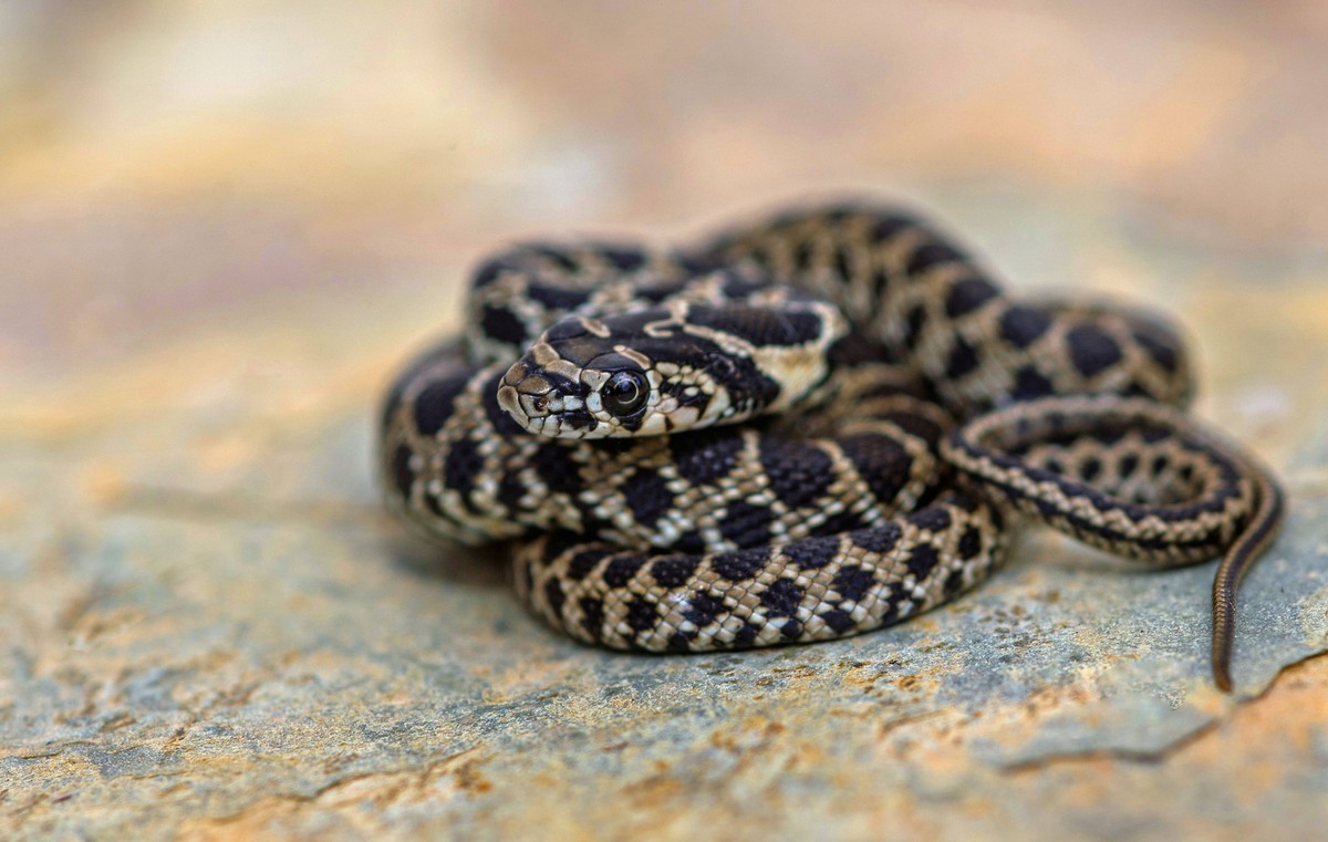 Hufeisennatter, Hufeisen-Natter Hemorrhois hippocrepis, Coluber hippocrepis , junge eingerollte Hufeisennatter, Portugal, Algarve, Serra de Monchique Horseshoe snake, Horseshoe whip snake Hemorrhois h ...