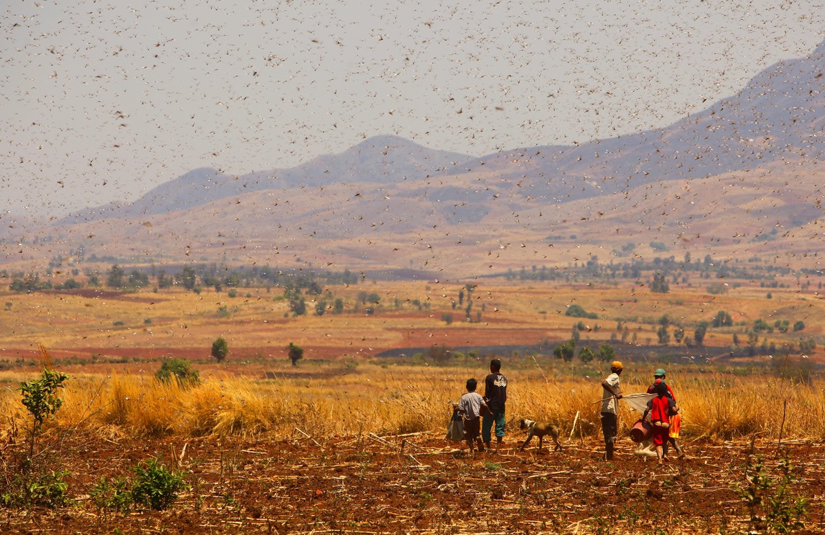 Heuschreckeninvasion, Hochland von Madagaskar, Afrika, Indischer Ozean