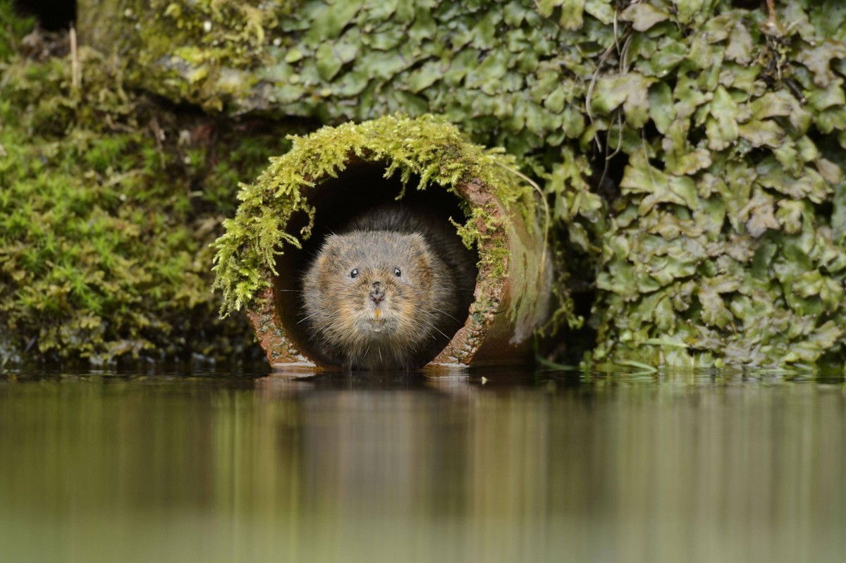 Wassermaus Arvicola amphibius adult, aus dem Abflussrohr austretend, Kent, England, M