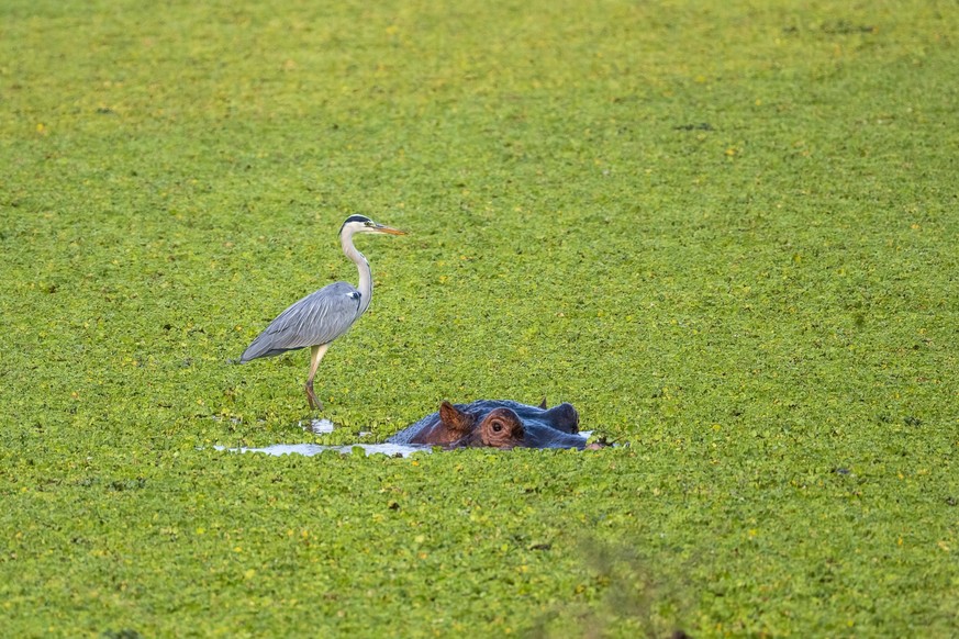 Graureiher Ardea cinerea, Nilpferd Hippopotamus amphibius, Wassersalat Pistia stratiotes, South Luangwa, Sambia, Afrika *** Grey heron Ardea cinerea , Nilpferd Hippopotamus amphibius , Water salad Pis ...