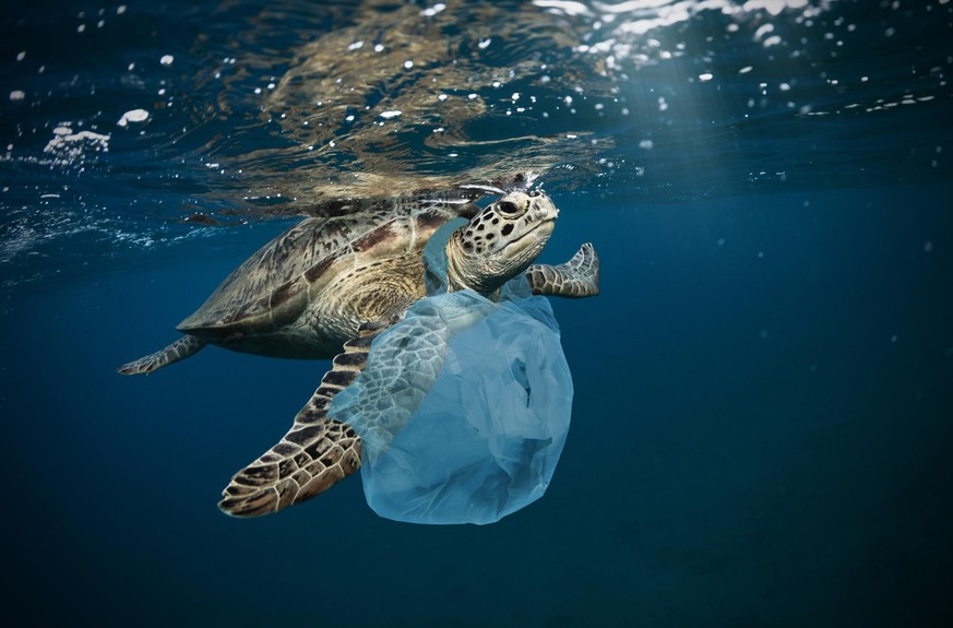 Underwater concept of global problem with plastic rubbish floating in the oceans. Hawksbill turtle in caption of plastic bag