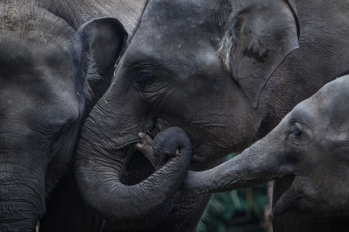 ARCHIV - 28.08.2017, Indonesien, West Java: Ein kleiner Sumatra-Elefant und zwei ältere Tiere stehen am 29.08.2017 in einem Naturschutzgebiet in West Java (Indonesien). Der Sumatra-Elefant ist eine Un ...