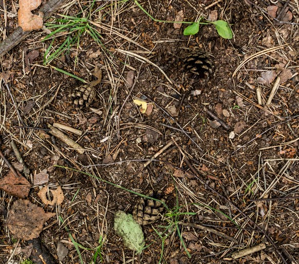 brown summer forest ground with cones, dry. background, texture.