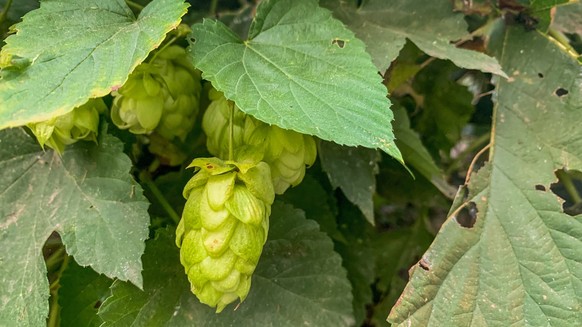 Der im Bier enthaltene Hopfen kann zu einer gesunden Darmflora beitragen.