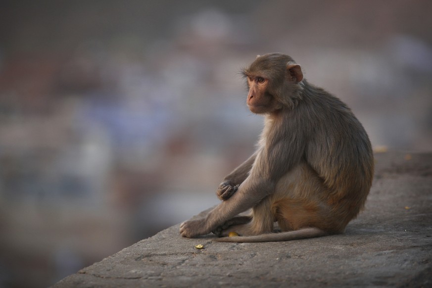 Most of Jaipur&#039;s urban monkeys are Rhesus Macaques who live a life of relative luxury since they are believed by local Hindus to personify Hanuman, the cherished &#039;Monkey God&#039; who banish ...