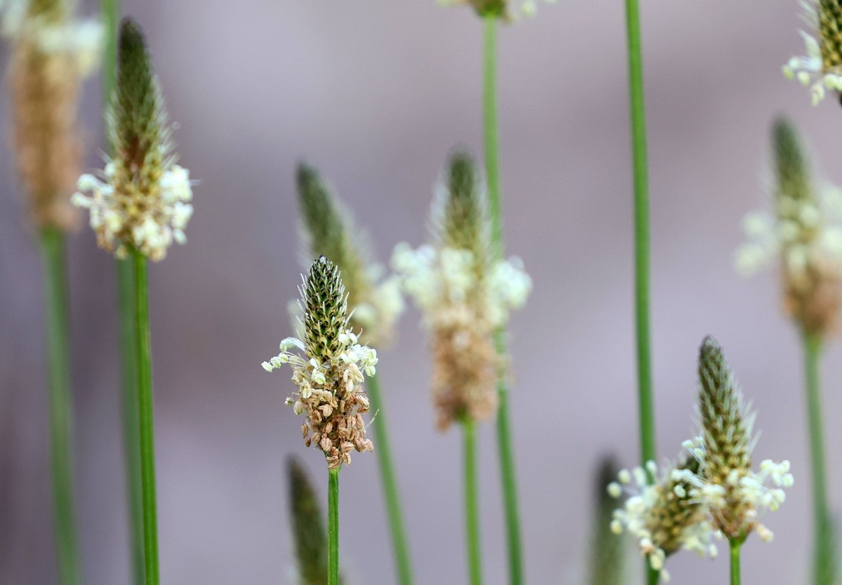 Natur 07.06.2024, Ostramondra, Bluetenstand vom Spitzwegerich Plantago lanceolata *** Nature 07 06 2024, Ostramondra, inflorescence of ribwort plantain Plantago lanceolata