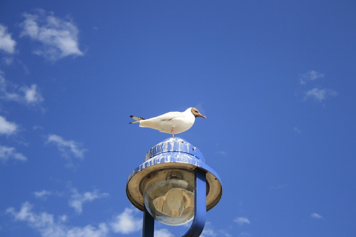 gull, 06.08.2008 19:54:12, Copyright: xGudehusdesignx Panthermedia01413833