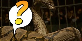 Pssssssst.... Ein 20 Jahre altes Harry-Potter-Geheimnis wird gelüftet!