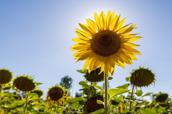 11.08.2023, Sachsen, Skassa: Eine Sonnenblume steht auf einem Feld und wird von der Sonne angestrahlt, währen drumherum einige die Köpfe hängen lassen. In den nächsten Tagen steigen die Temperaturen i ...