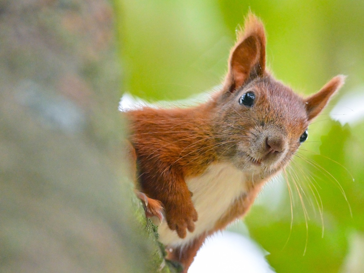 ARCHIV - Eichhörnchen sind in den kommenden Monaten aktiv auf Futtersuche: Um den Tieren zu helfen, können Eicheln, Nüsse und andere Waldfrüchte gesammelt und bereitgestellt werden. (zu dpa: «Wie Sie  ...