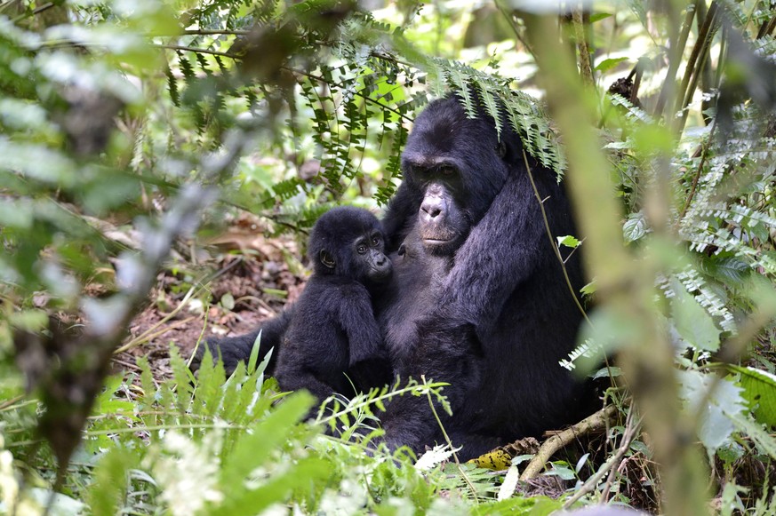 Portrait of female Mountain gorilla Gorilla beringei beringei with infant, Virunga National Park, Democratic Republic of Congo. PUBLICATIONxINxGERxSUIxAUTxONLY 1531225 EricxBaccega