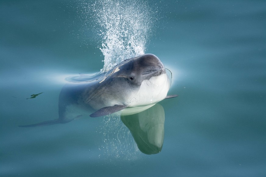 Harbour porpoise, Phocoena phocoena Bay of Fundy, New Brunswick, Canada, August PUBLICATIONxINxGERxSUIxAUTxONLY 1554230 NickxHawkins