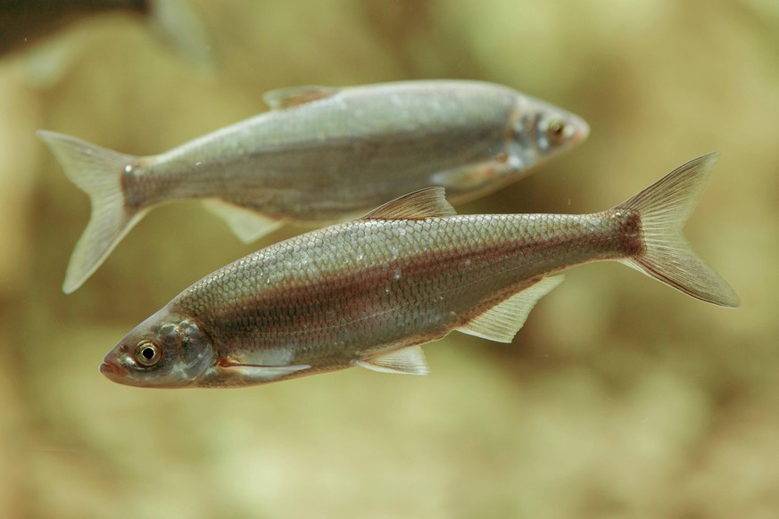 Mairenke, Schemaja Chalcalburnus chalcoides, Alburnus chalcoides, schwimmend, Seitenansicht Danubian bleak, Danube bleak, shemaya Chalcalburnus chalcoides, Alburnus chalcoides, swimming, side view BLW ...