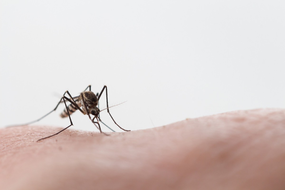 Aedes aegypti Mosquito. Close up a Mosquito sucking human blood,Mosquito Vector-borne diseases,Chikungunya.Dengue fever.Rift Valley fever.Yellow fever.Zika.Mosquito on skin