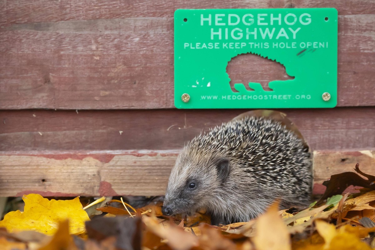 Ausgewachsener Braunbrustigel Erinaceus europaeus, der durch ein Loch in einem Gartenzaun mit einem Igel Highway Schild darüber läuft, im Herbst, England, Großbritannien, Europa *** Ausgewachsener Bro ...