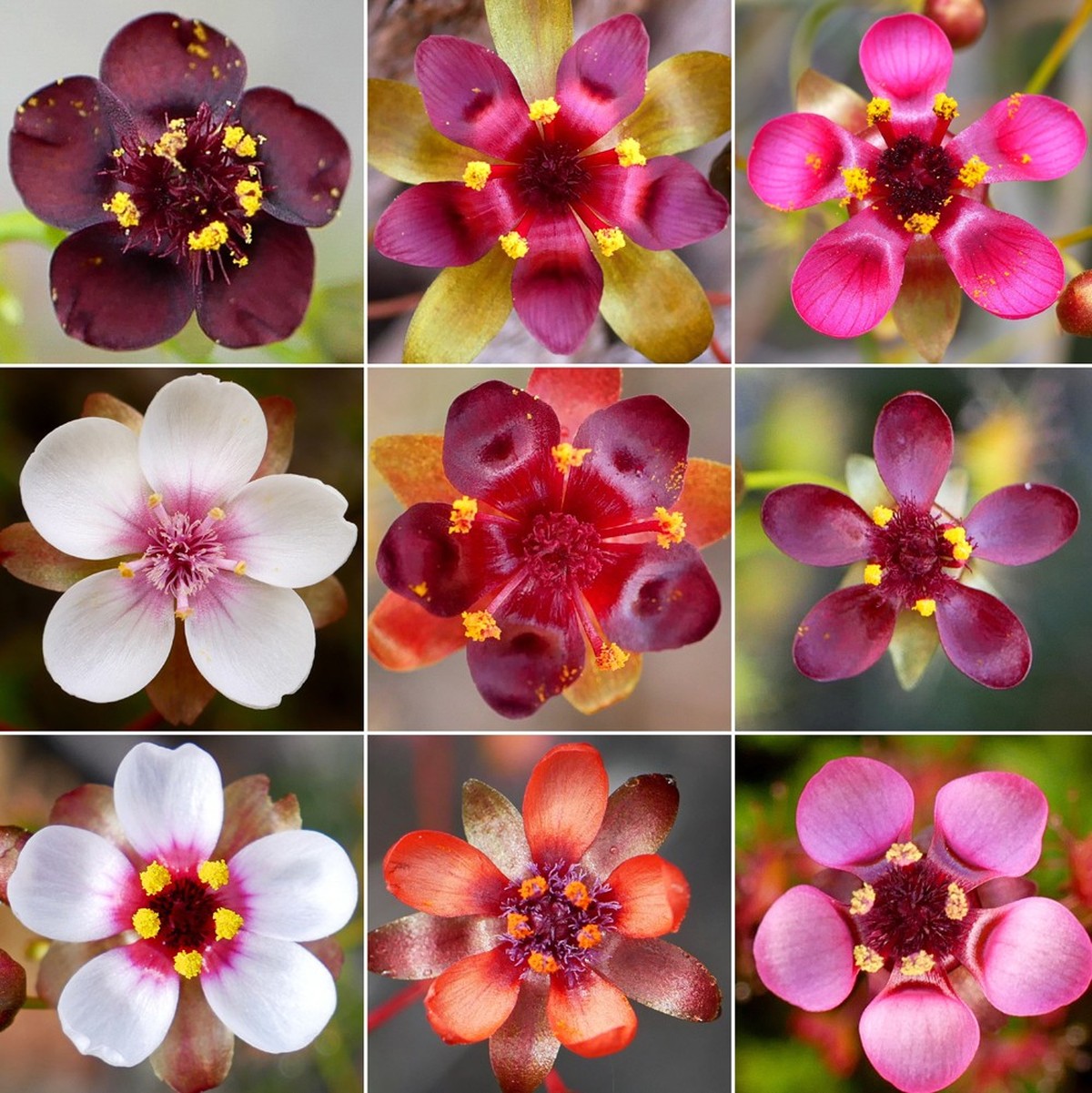 HANDOUT - 16.01.2023, Australien, -: Alle Arten des Drosera microphylla Komplexes. Bisher waren drei Arten aus dieser Gruppe bekannt, nun sind es neun. (zu dpa «Botaniker entdecken neue fleischfressen ...
