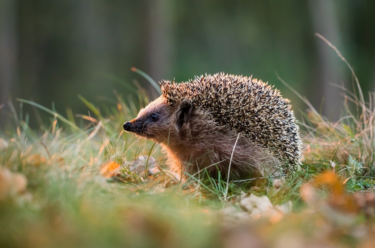 Little hedgehog.