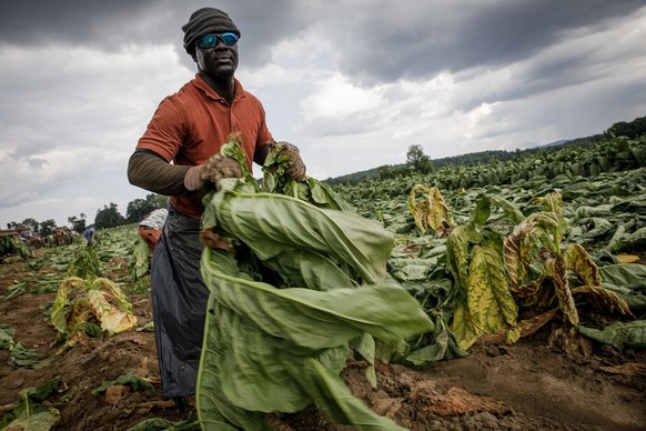 dpatopbilder - 23.08.2022, USA, Enfield: Oshane Easy, ursprünglich aus Jamaika, arbeitet auf den Tabakfeldern in Enfield. Oshane ist einer der 100 jamaikanischen Arbeiter, die von der Familie Jarmoc a ...