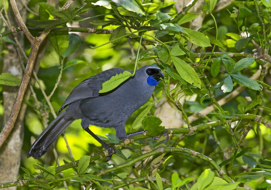 Kokako Callaeus cinereus Tiri Titiro Matangi Island New Zealand PUBLICATIONxINxGERxSUIxAUTxHUNxONLY Thisximagexisxprotecedxbyxcopyright 404024009839