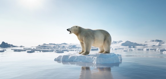 Polar bear on ice floe. Melting iceberg and global warming. Climate change