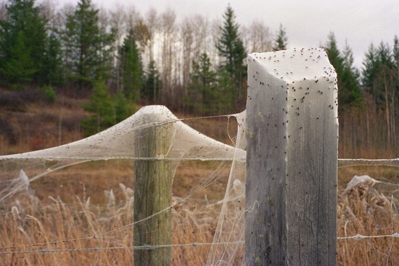 Spider Webs On Barbed Wire Fence PUBLICATIONxINxGERxSUIxAUTxONLY Copyright: CoreyxHochachka 315325