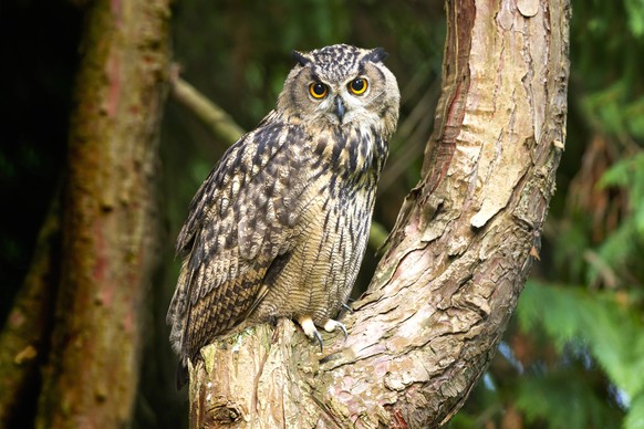 Quiz: Was seid ihr denn für Vögel? Das gefiederte ...