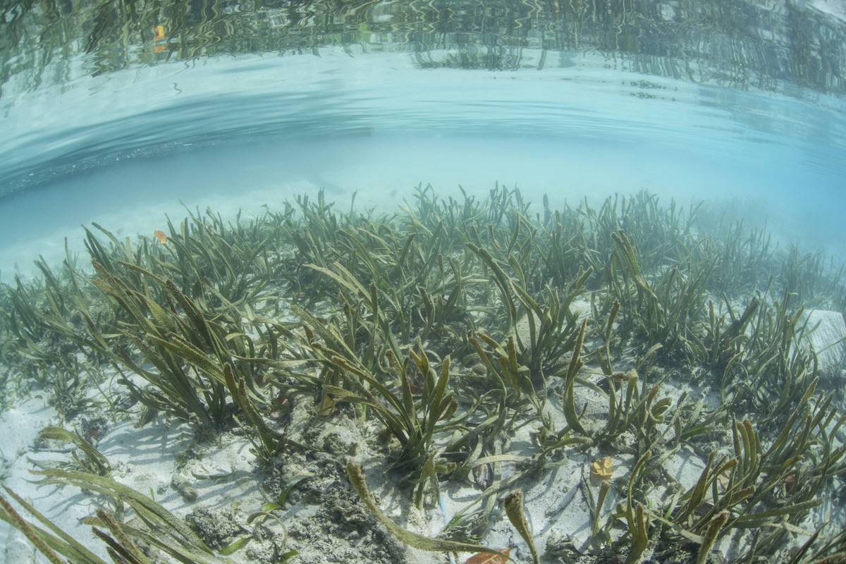 A sea grass meadow grows in the shallow water of Raja Ampat, Indonesia. This remote region is known as the heart of the Coral Triangle and harbors more marine organisms than anywhere else on Earth.